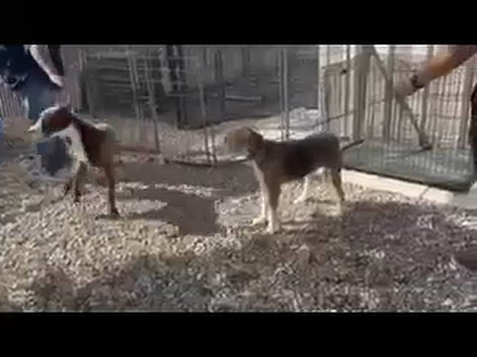 Enlarge Duke, a Adoptable mixed breed in Loveland, CO video 4/4