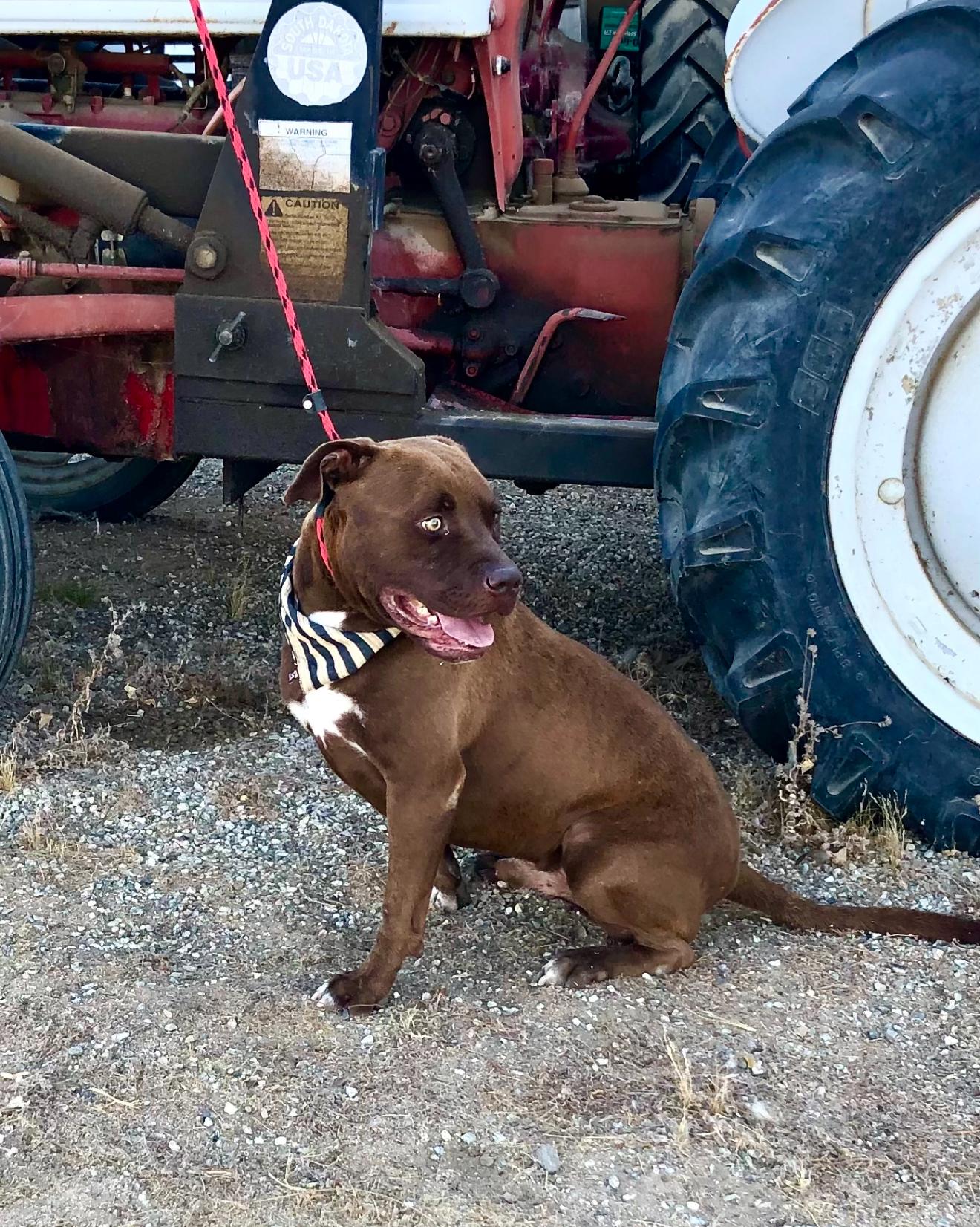 Jackson ~ chocolate pitt with the biggest heart, a Adoptable mixed breed in Inglewood, CA image 2/6