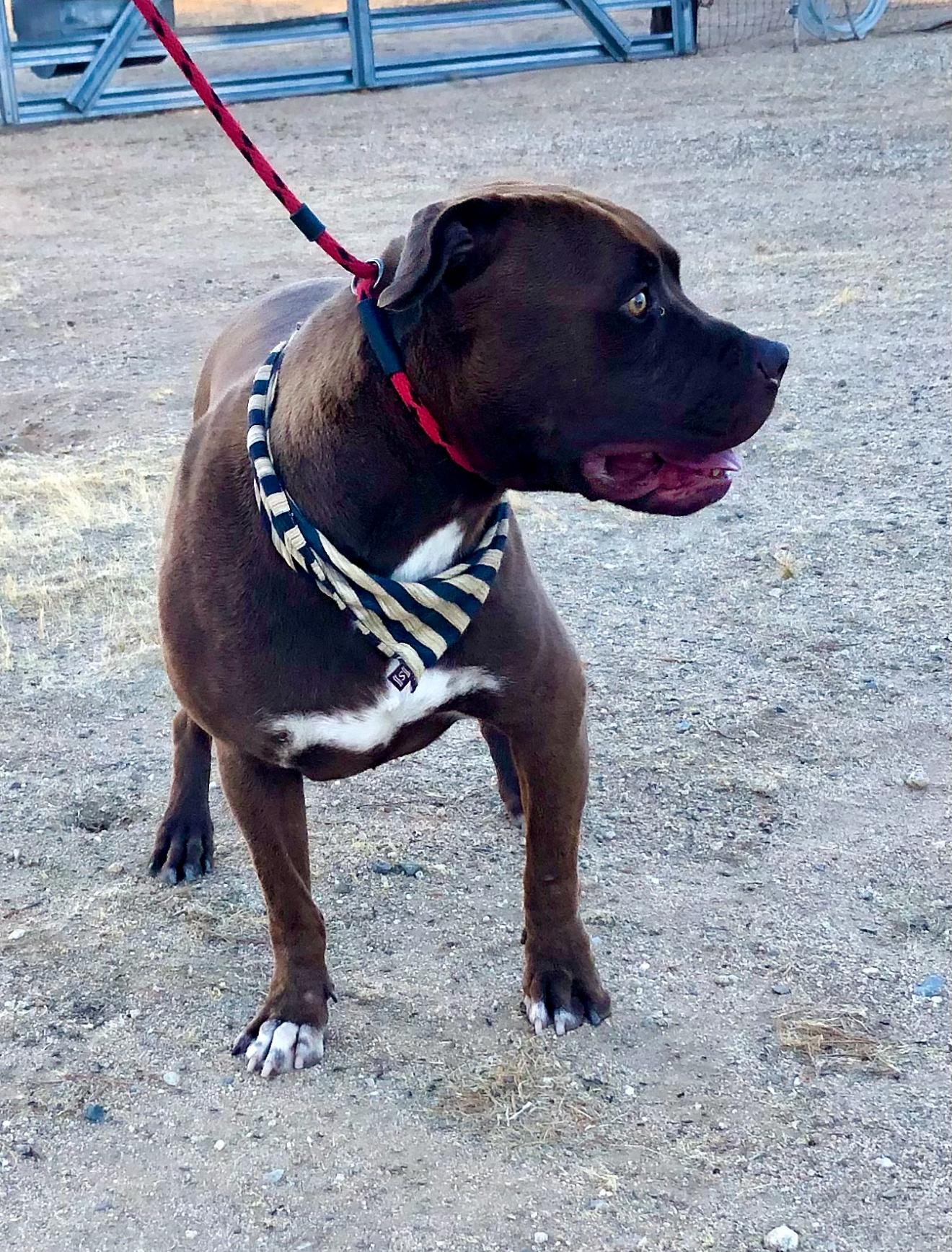 Jackson ~ chocolate pitt with the biggest heart, a Adoptable mixed breed in Inglewood, CA image 3/6