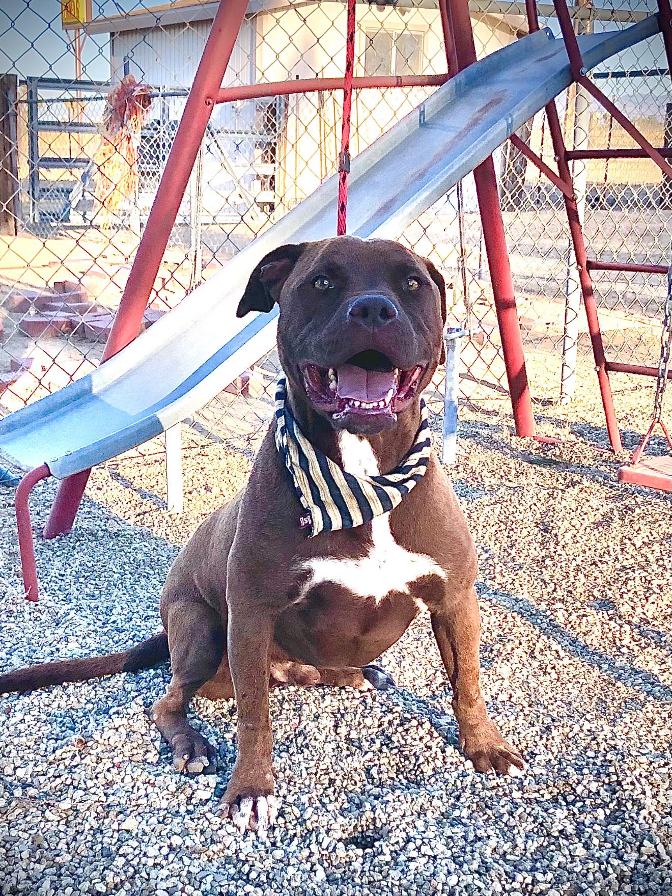 Jackson ~ chocolate pitt with the biggest heart, Adoptable, Adult Male Mixed Breed & Pit Bull Terrier.