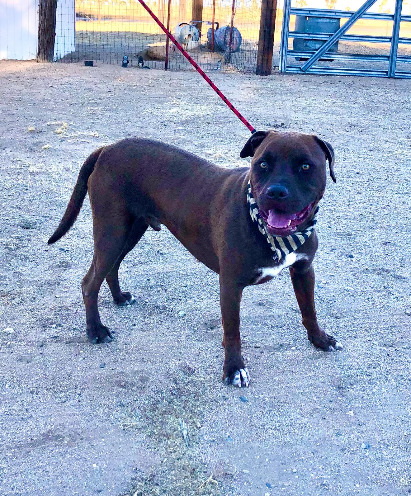 Jackson ~ chocolate pitt with the biggest heart, a Adoptable mixed breed in Inglewood, CA image 4/6