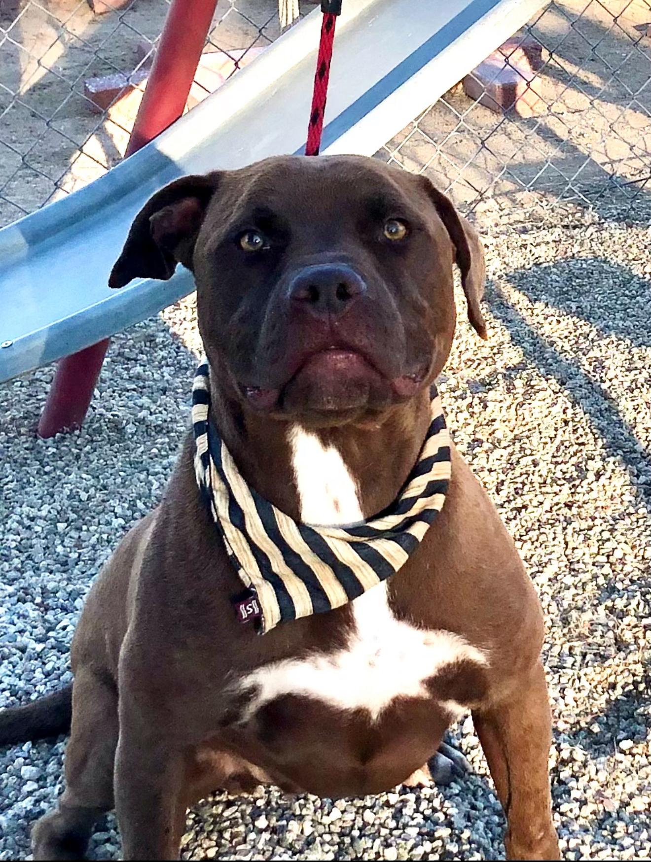 Jackson ~ chocolate pitt with the biggest heart, a Adoptable mixed breed in Inglewood, CA image 5/6