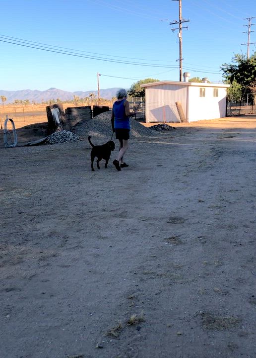 Enlarge Jackson ~ chocolate pitt with the biggest heart, a Adoptable mixed breed in Inglewood, CA video 6/6