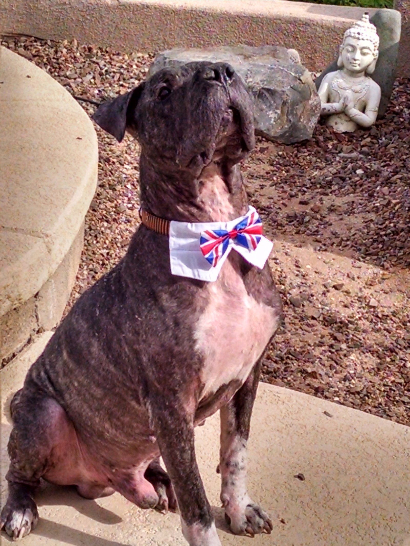 CHAMPION, a Adoptable mixed breed in Oro Valley, AZ image 1/8