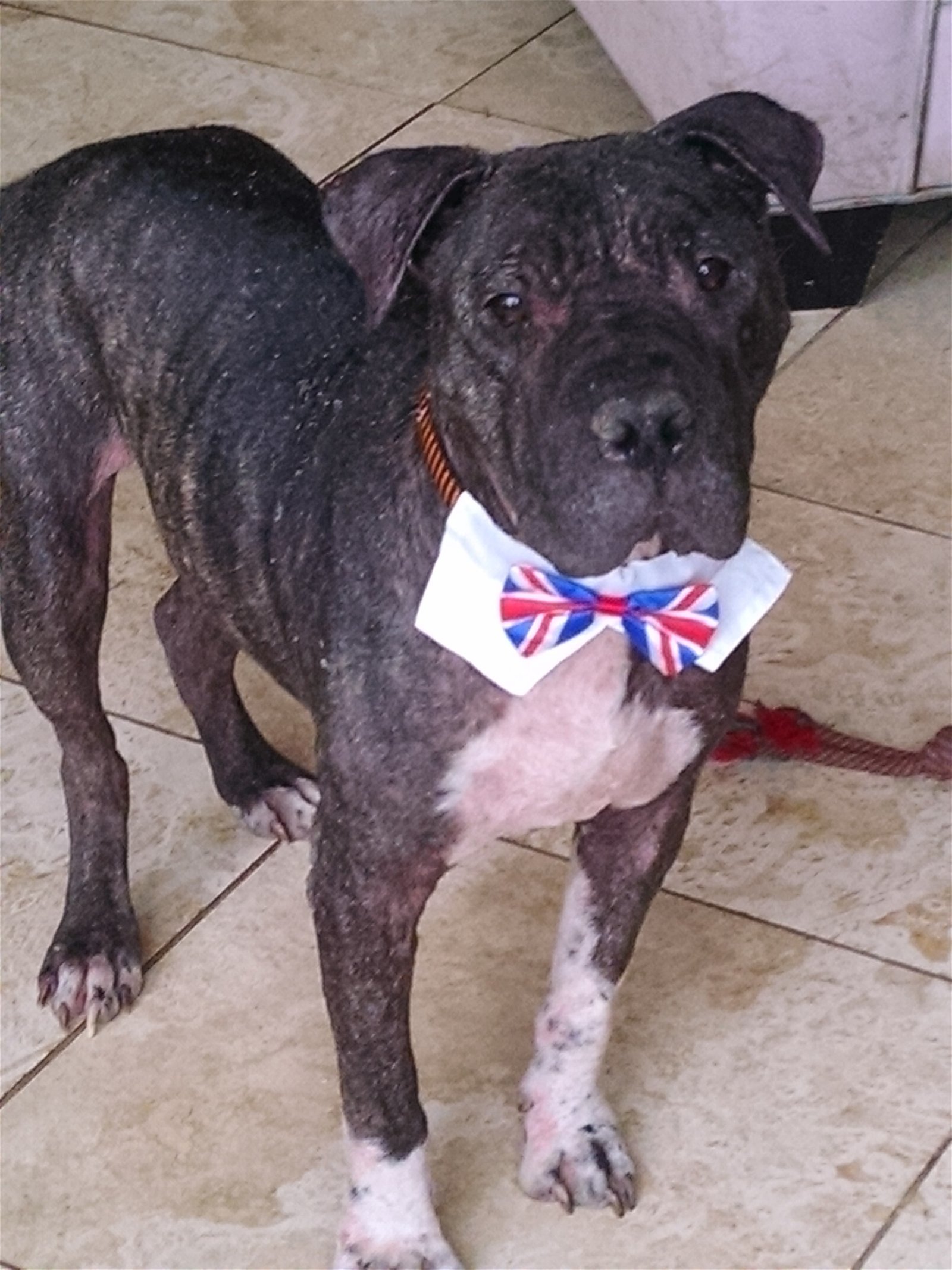 CHAMPION, a Adoptable mixed breed in Oro Valley, AZ image 2/8