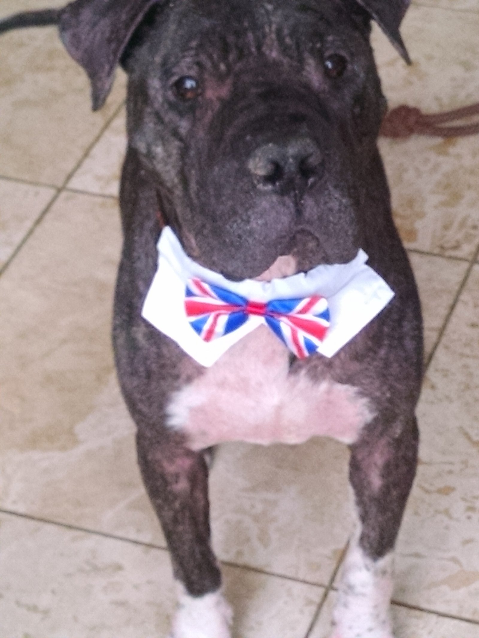 CHAMPION, a Adoptable mixed breed in Oro Valley, AZ image 5/8