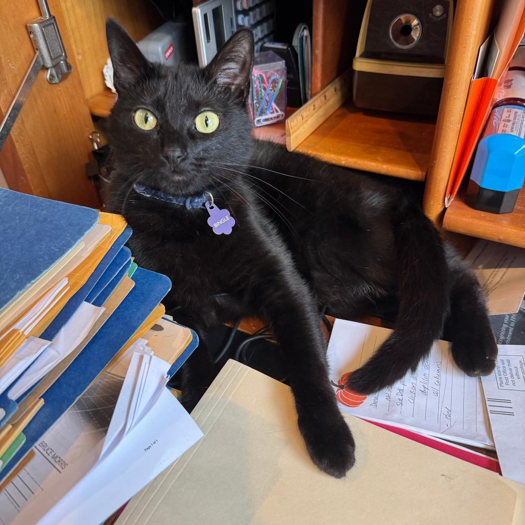 Bingle, Adoptable, Adult Female Domestic Short Hair.