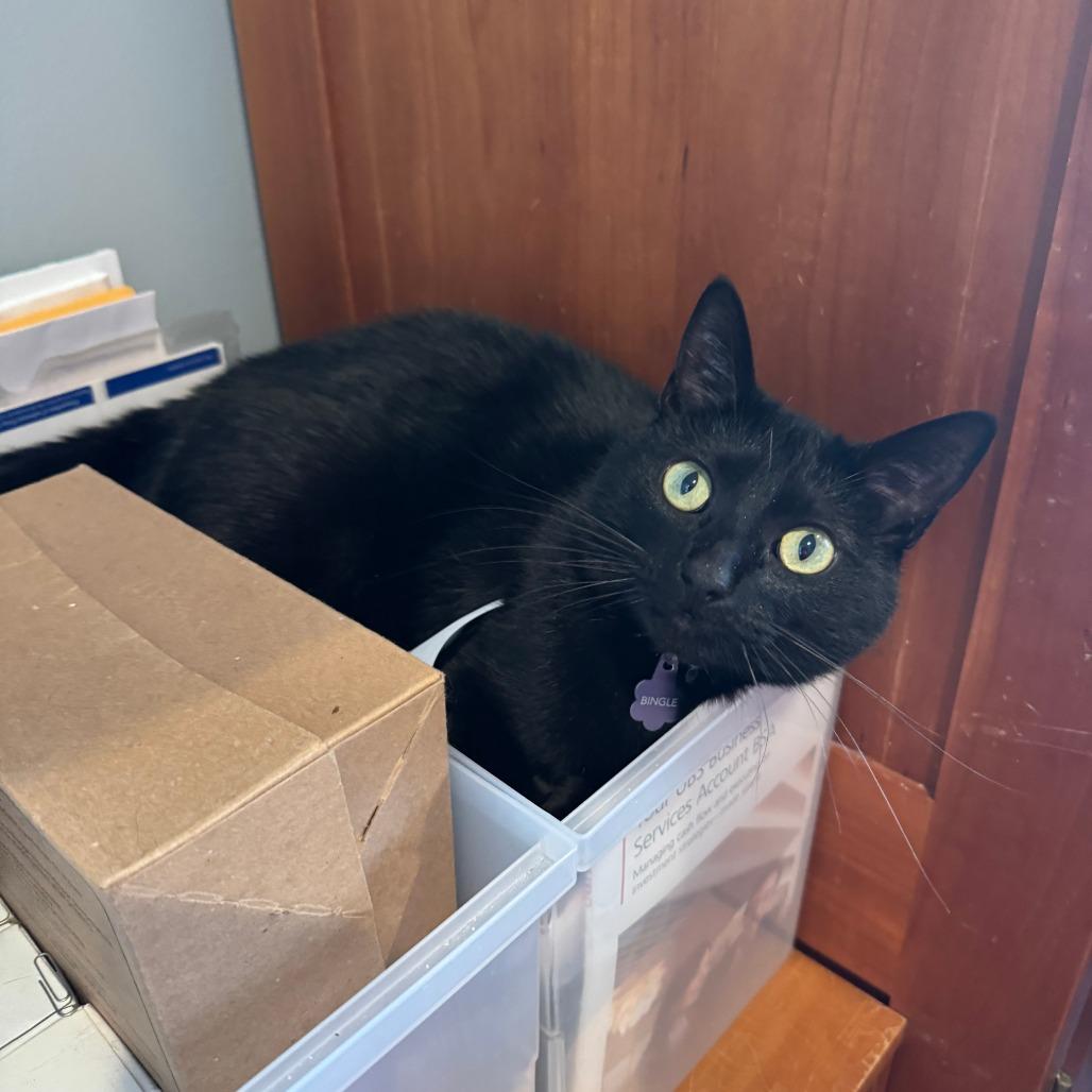 Enlarge Bingle, a Adoptable Domestic Short Hair in Wheeling, IL image 2/5