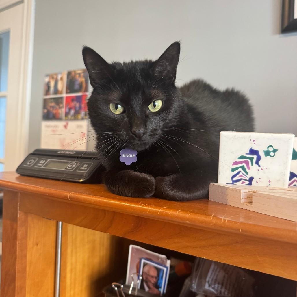 Enlarge Bingle, a Adoptable Domestic Short Hair in Wheeling, IL image 3/5