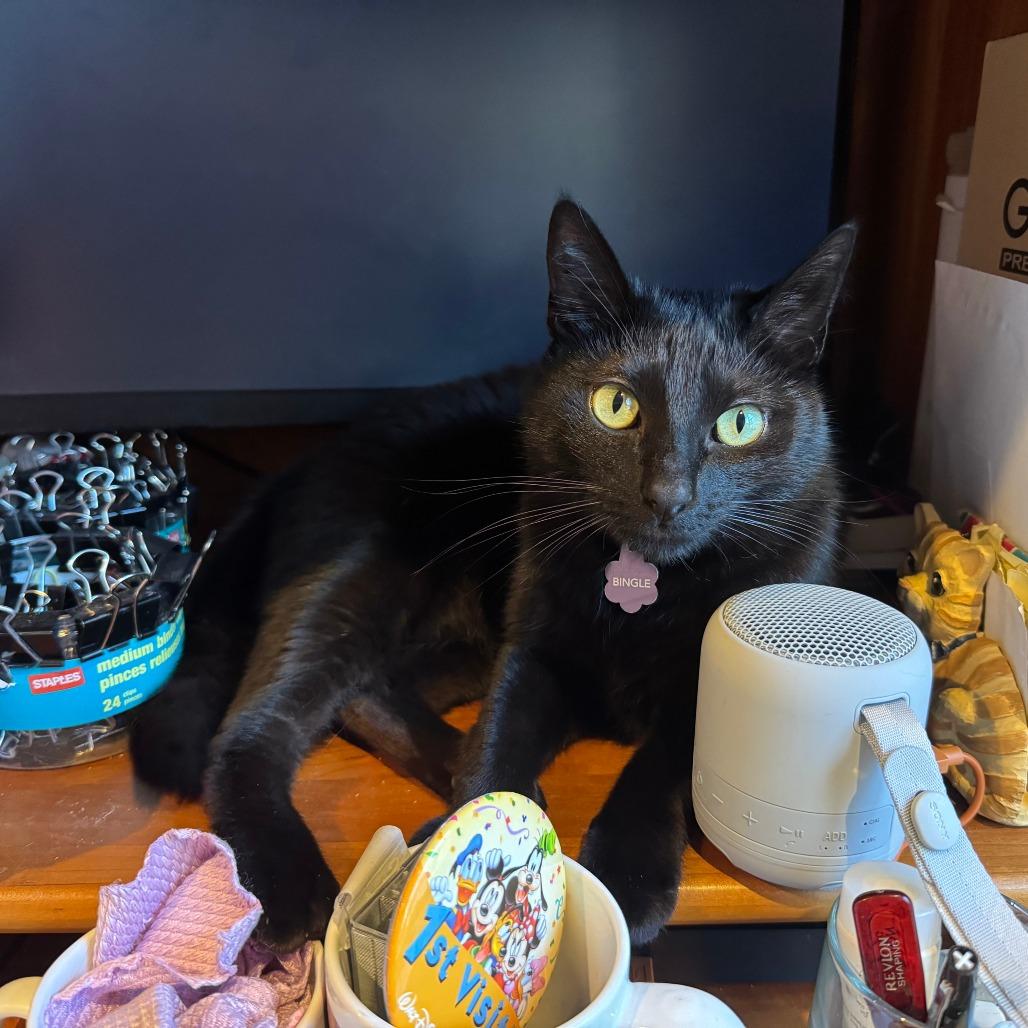Enlarge Bingle, a Adoptable Domestic Short Hair in Wheeling, IL image 4/5