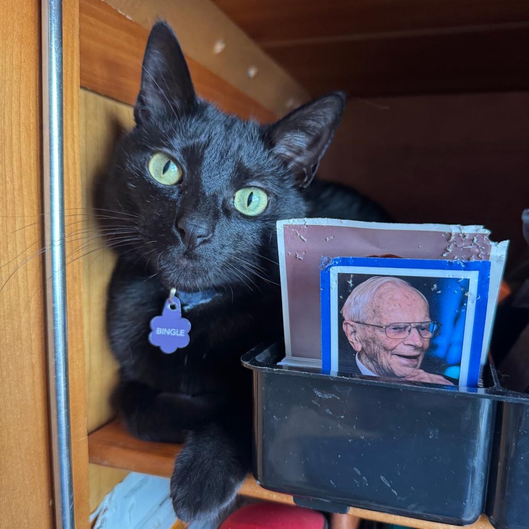 Enlarge Bingle, a Adoptable Domestic Short Hair in Wheeling, IL image 5/5