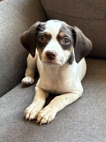 Freya2, ADOPTABLE, Puppy Female Beagle & Chihuahua.