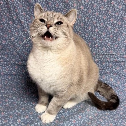 Lady Bug, an adopted Siamese in Waterloo, IA image 1/3