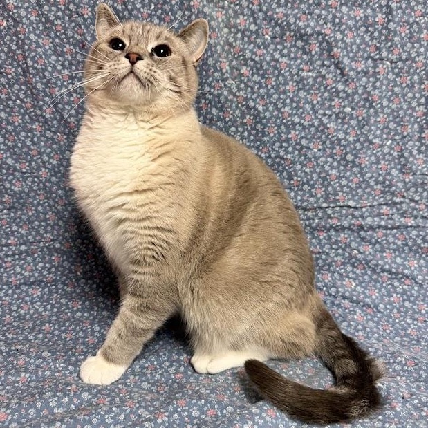 Lady Bug, an adopted Siamese in Waterloo, IA image 3/3