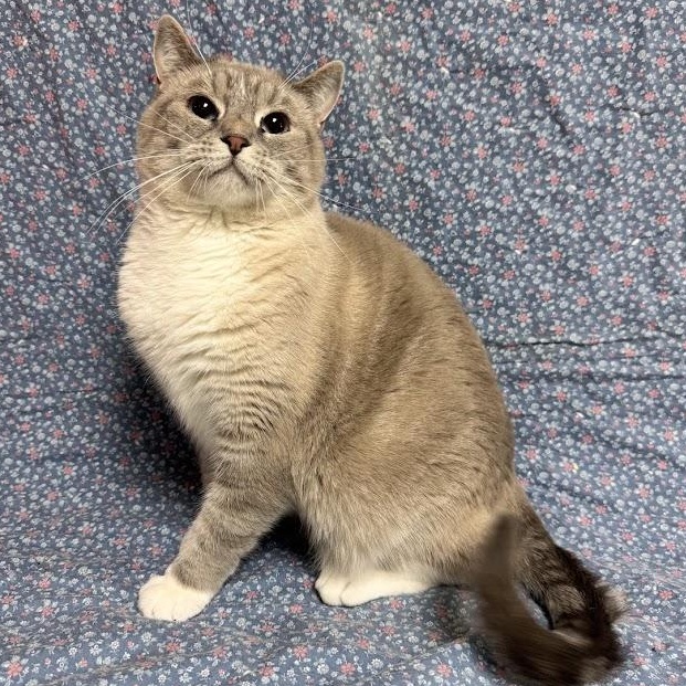 Lady Bug, an adopted Siamese in Waterloo, IA image 2/3