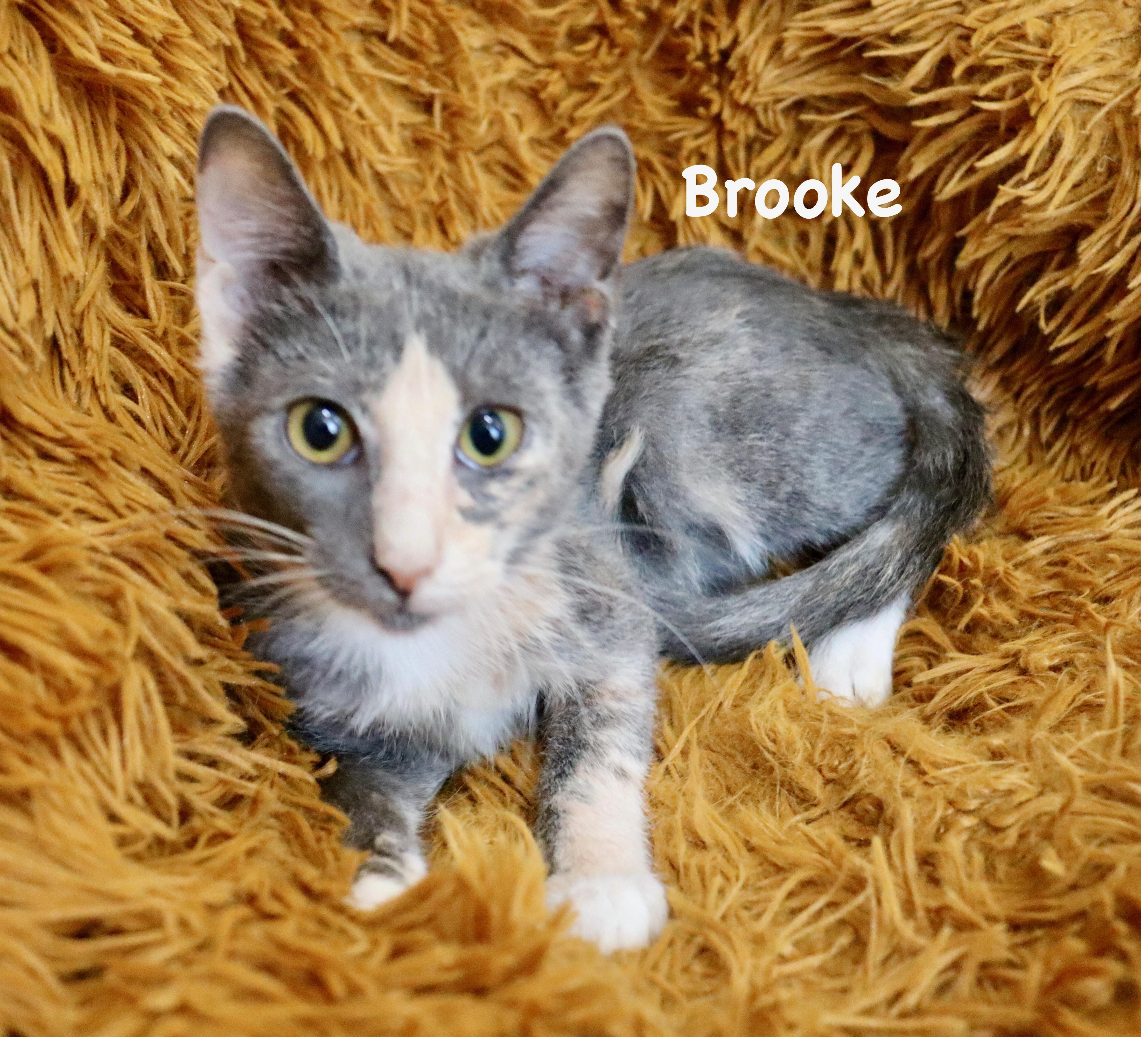 Brooke