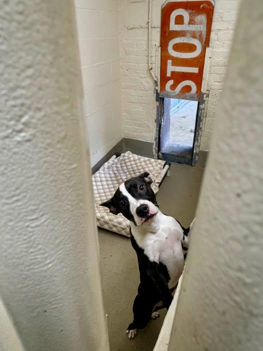 Dakota , adopted, Young Female Pit Bull Terrier.