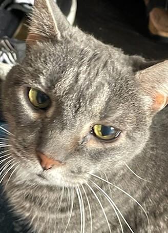 Enlarge Bonnie, a Adoptable Domestic Short Hair in Huntington, NY image 2/2