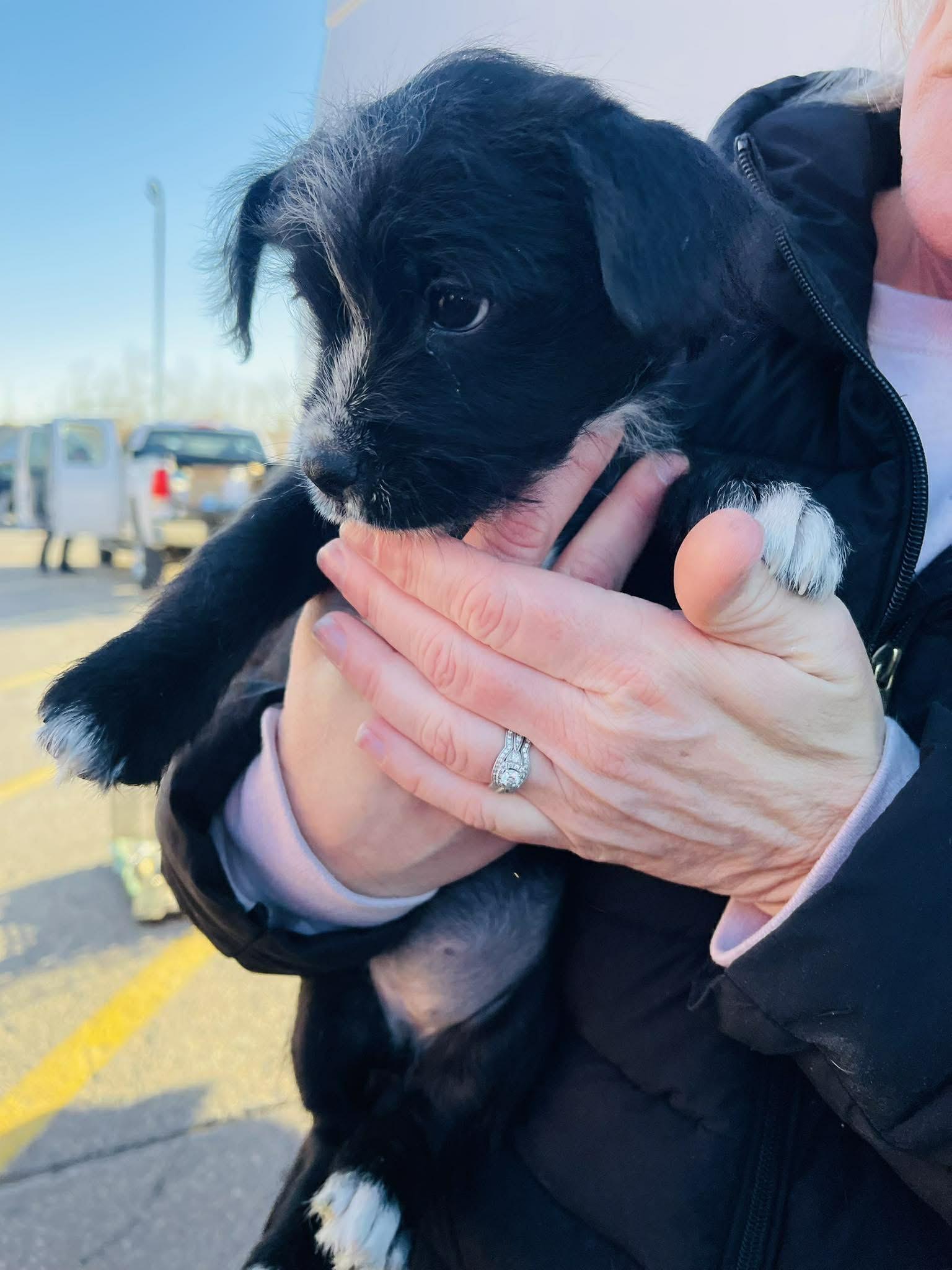 Enlarge Tallywag, an adopted mixed breed in Clinton, WI image 2/2