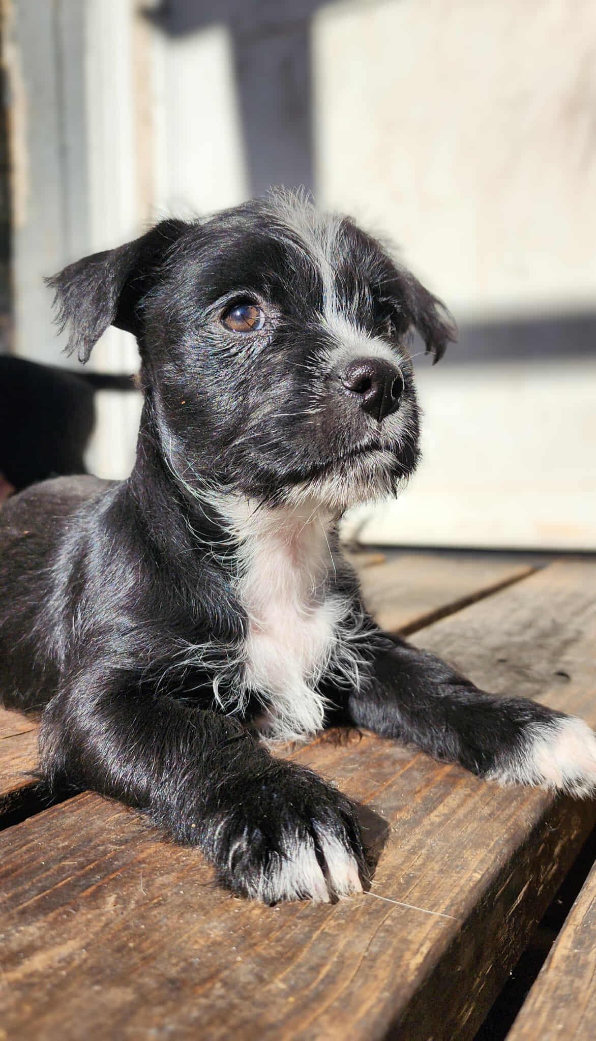 Tallywag, adopted, Puppy Female Maltese & Mixed Breed.