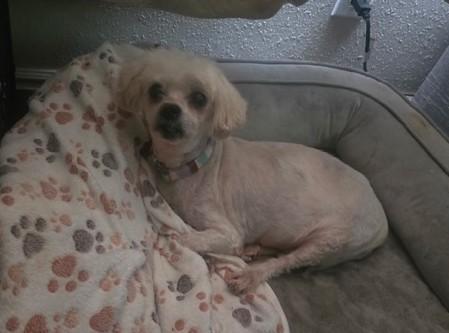 Enlarge Brittany, a Adoptable mixed breed in West Valley, UT image 2/3