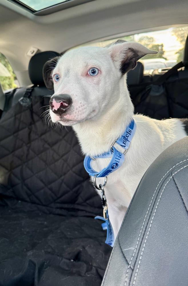 Enlarge Ozzie, a Adoptable mixed breed in Greenlawn, NY image 1/6