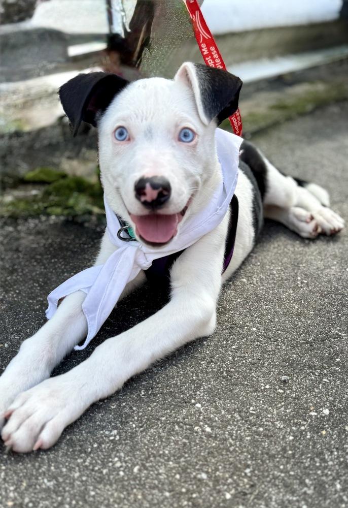 Enlarge Ozzie, a Adoptable mixed breed in Greenlawn, NY image 2/6