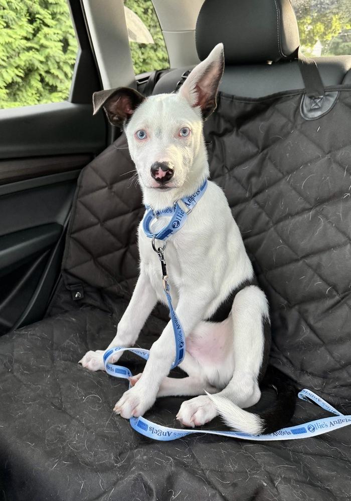 Enlarge Ozzie, a Adoptable mixed breed in Greenlawn, NY image 3/6
