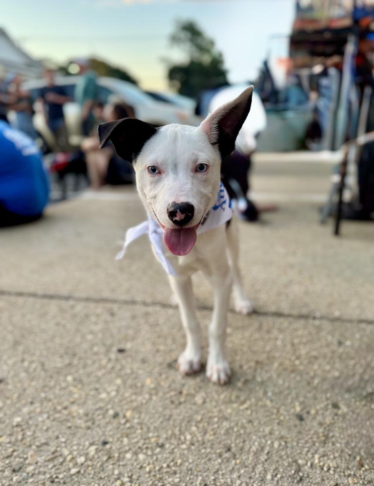 Enlarge Ozzie, a Adoptable mixed breed in Greenlawn, NY image 4/6