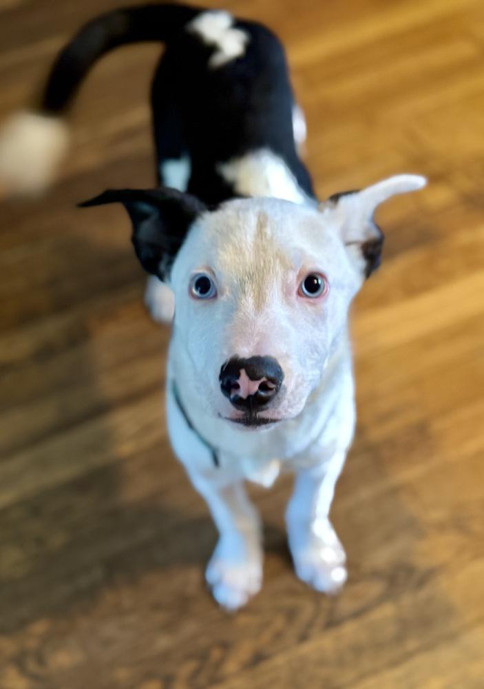Enlarge Ozzie, a Adoptable mixed breed in Greenlawn, NY image 5/6