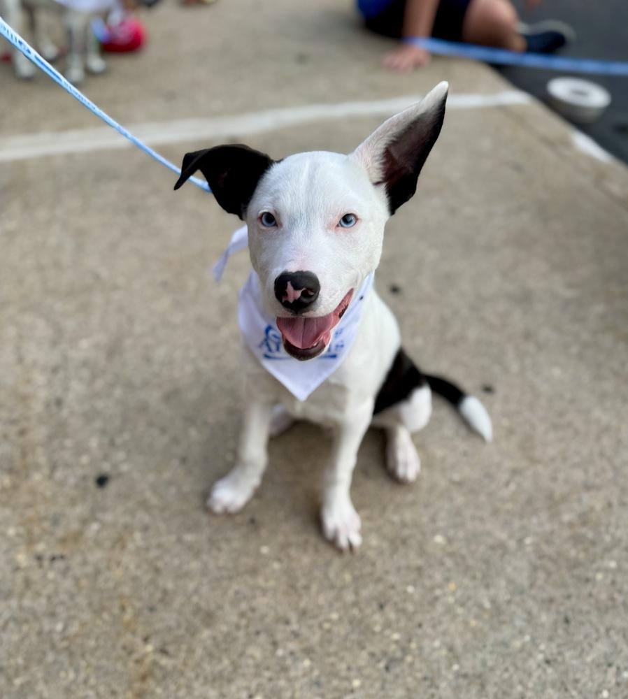Enlarge Ozzie, a Adoptable mixed breed in Greenlawn, NY image 6/6
