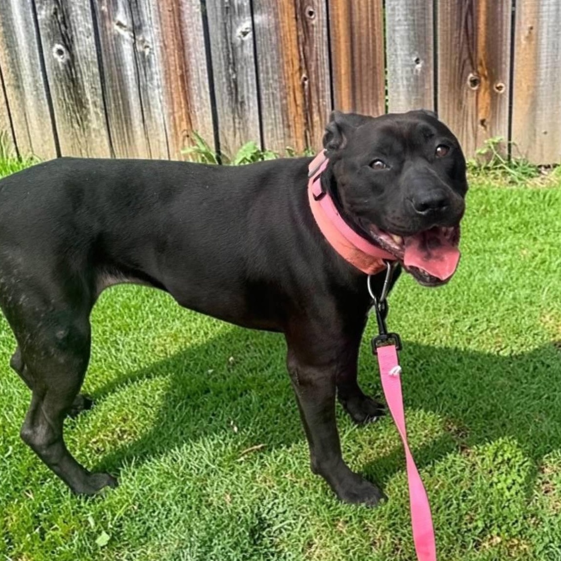 Queen, Adoptable, Adult Female Black Labrador Retriever & Pit Bull Terrier.