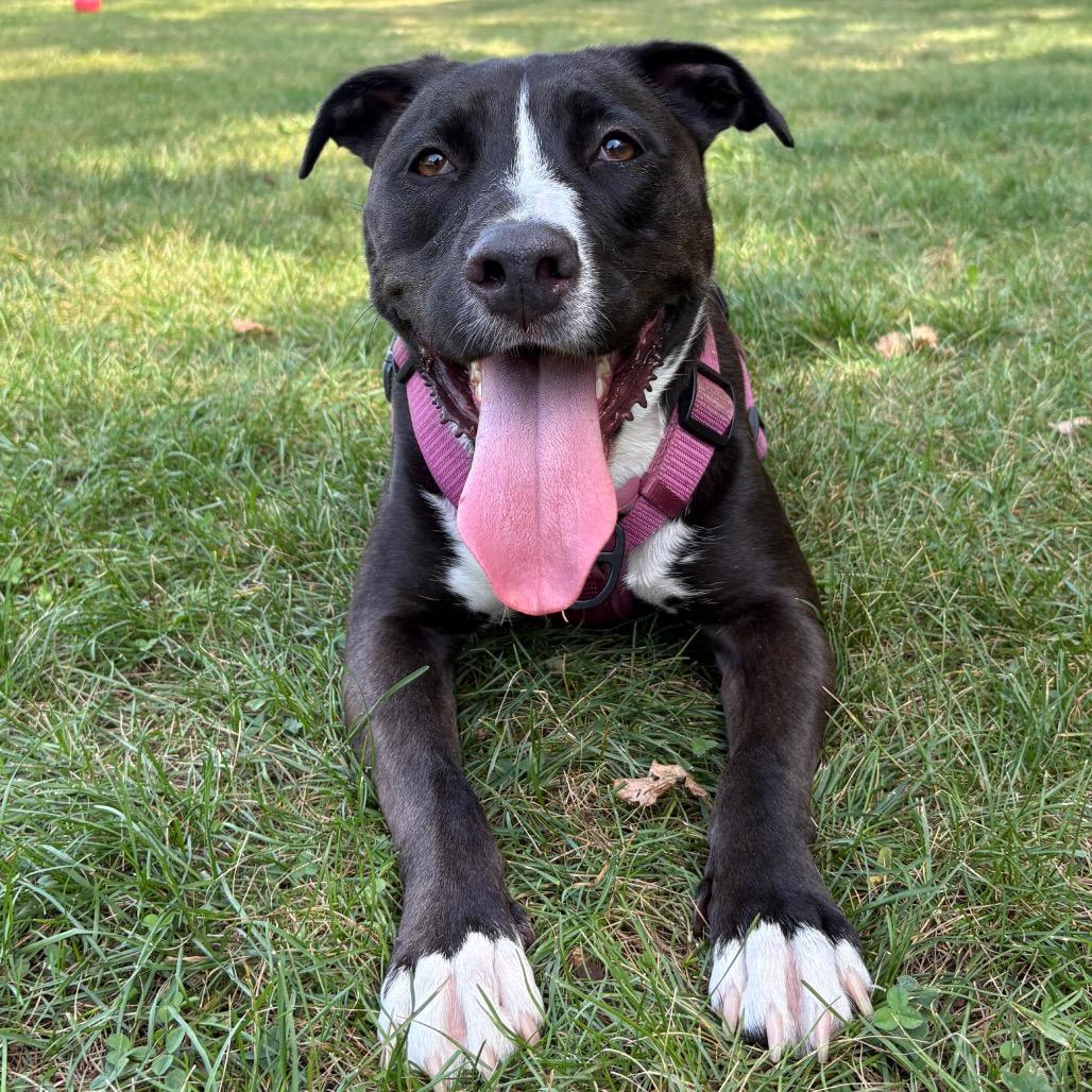 Enlarge Oreo, a ADOPTABLE mixed breed in Fenton, MI image 2/3