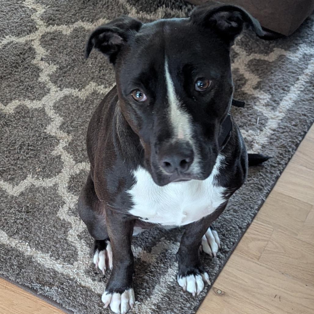 Oreo, ADOPTABLE, Young Female Mixed Breed.