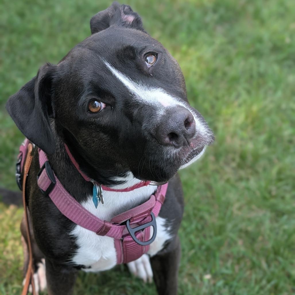 Enlarge Oreo, a ADOPTABLE mixed breed in Fenton, MI image 3/3