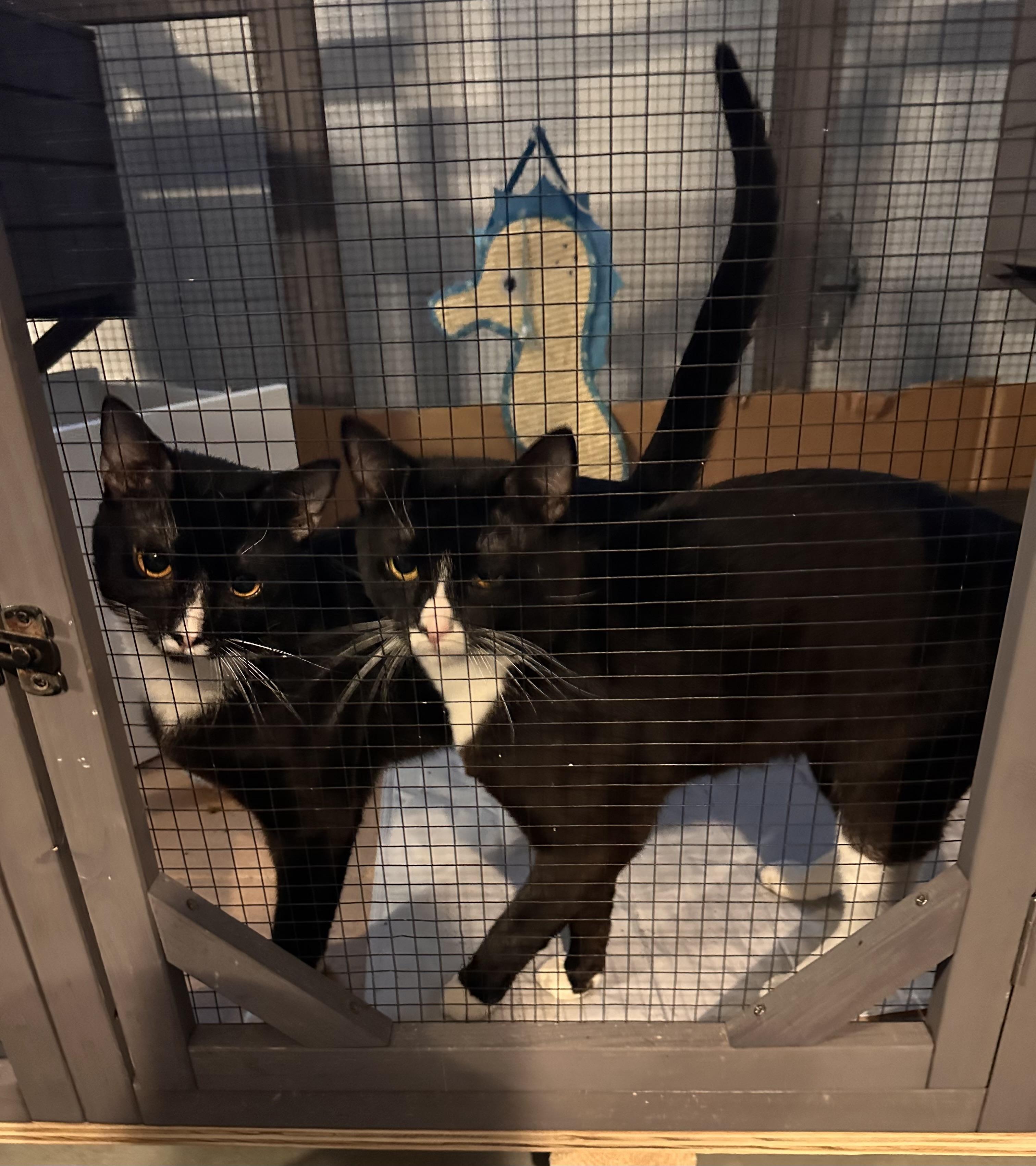 Winn, Adoptable, Adult Male Domestic Short Hair.