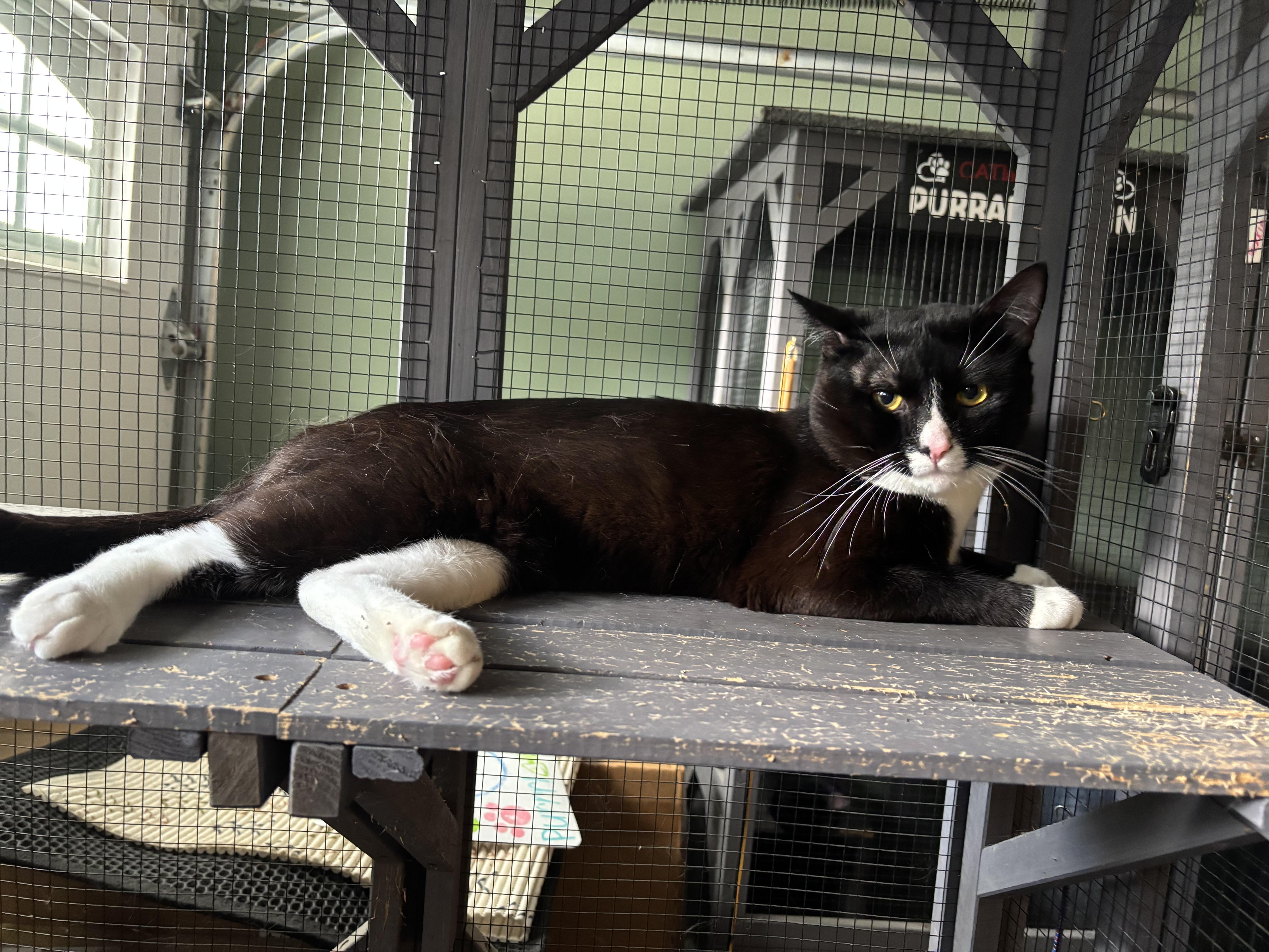 Enlarge Winn, a Adoptable Domestic Short Hair in Marietta, GA image 2/6