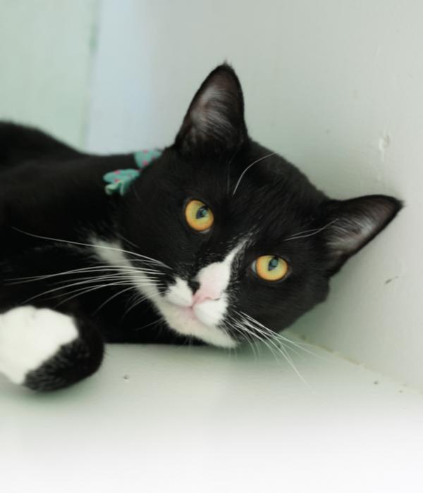 Enlarge Winn, a Adoptable Domestic Short Hair in Marietta, GA image 3/6