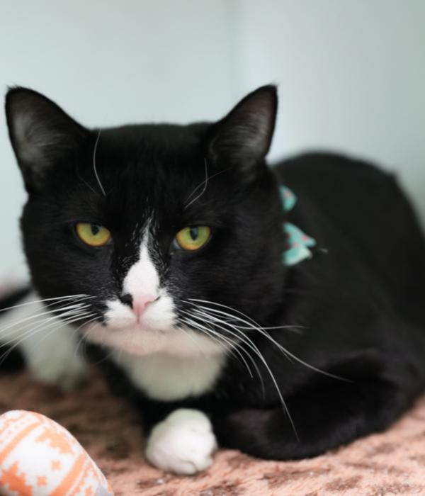 Enlarge Winn, a Adoptable Domestic Short Hair in Marietta, GA image 4/6