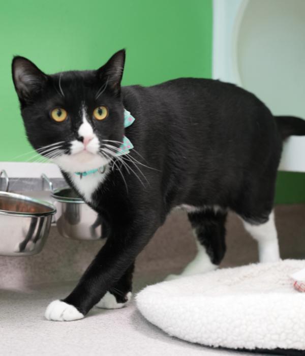 Enlarge Winn, a Adoptable Domestic Short Hair in Marietta, GA image 5/6