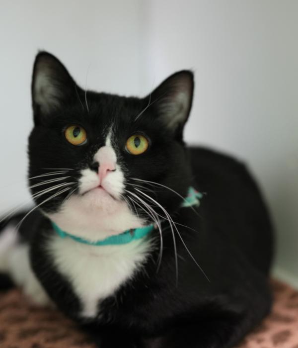 Enlarge Winn, a Adoptable Domestic Short Hair in Marietta, GA image 6/6