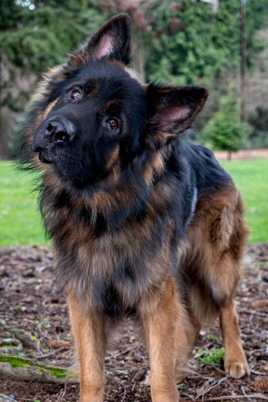 Enlarge Maverick, a Adoptable mixed breed in Seattle, WA image 1/1