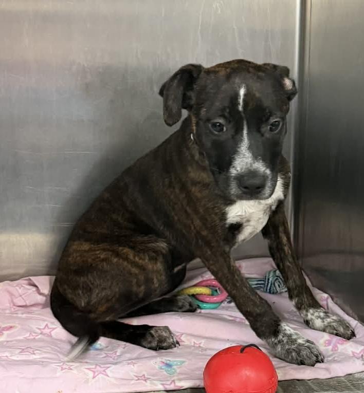 Enlarge Tiger lily, a Adoptable mixed breed in Parma, OH image 1/1