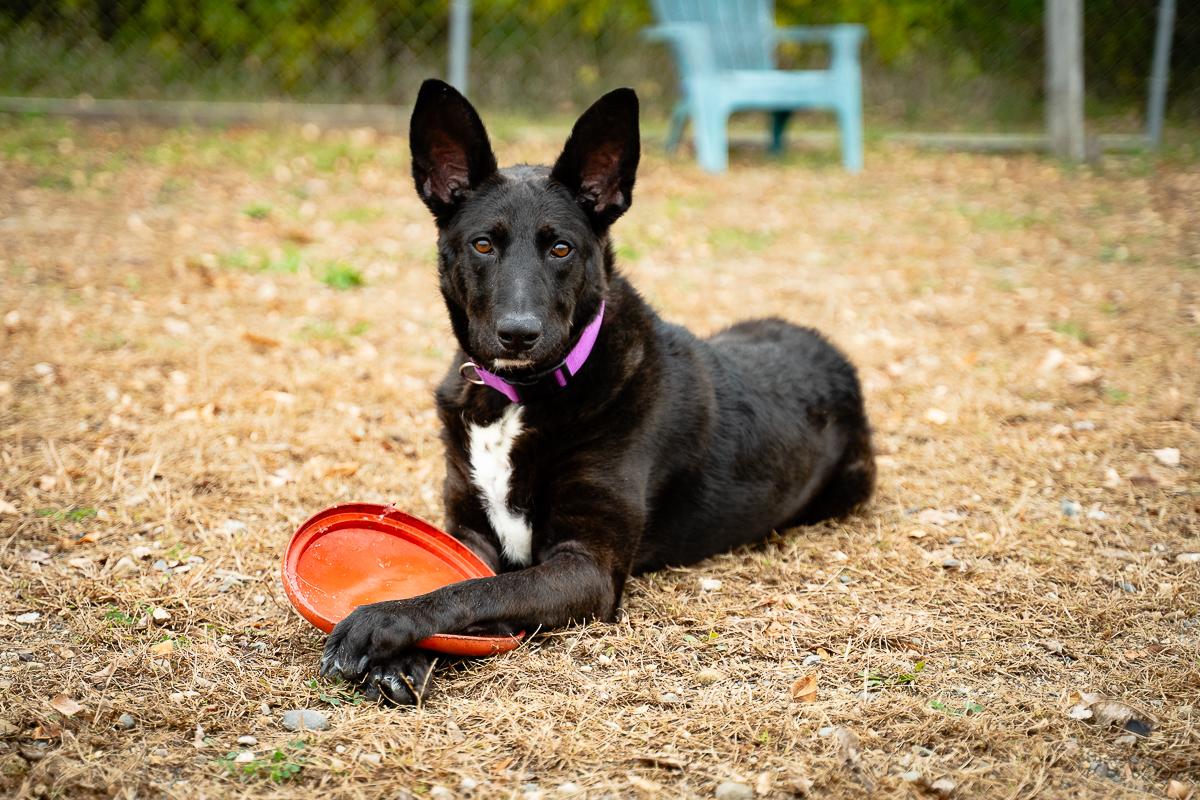 Enlarge Diva, a Adoptable mixed breed in Buffalo, MN image 1/3
