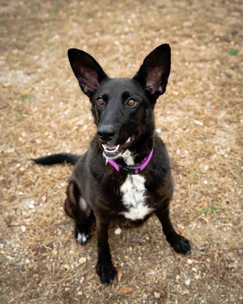 Enlarge Diva, a Adoptable mixed breed in Buffalo, MN image 2/3