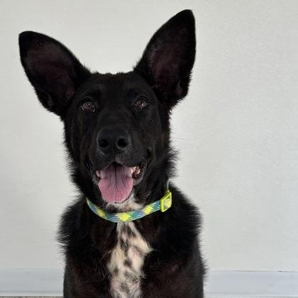 Enlarge Diva, a Adoptable mixed breed in Buffalo, MN image 3/3