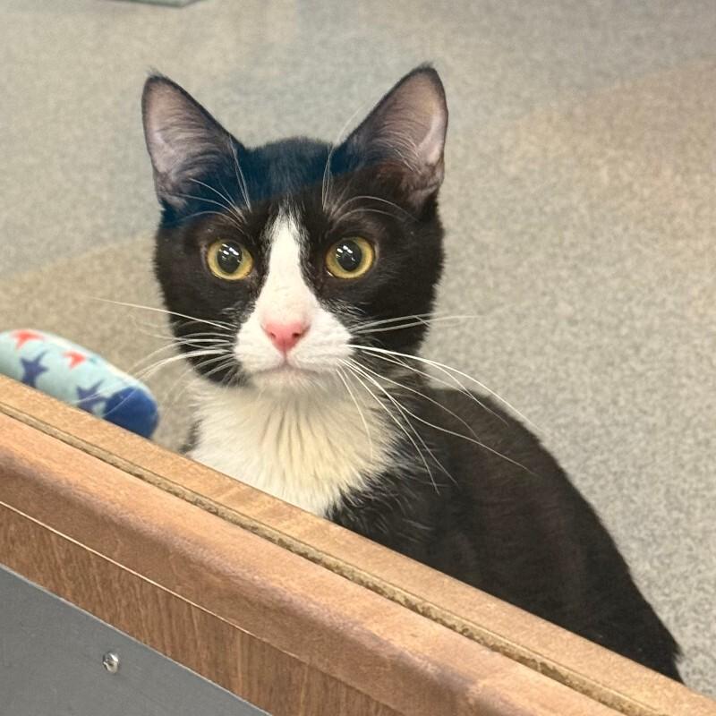 Enlarge Armadillo, a Adoptable Domestic Short Hair in Fort Collins, CO image 1/6