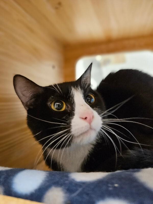 Enlarge Armadillo, a Adoptable Domestic Short Hair in Fort Collins, CO image 2/6