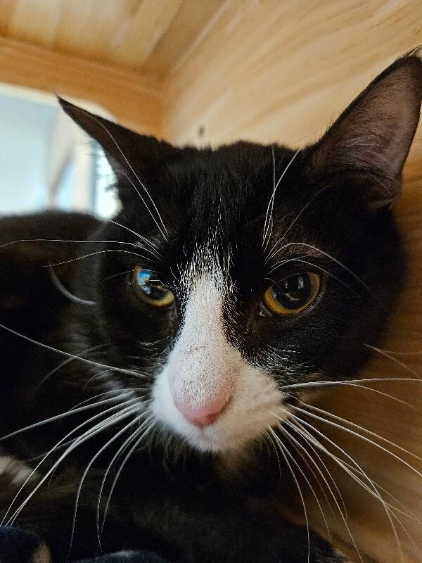 Enlarge Armadillo, a Adoptable Domestic Short Hair in Fort Collins, CO image 3/6