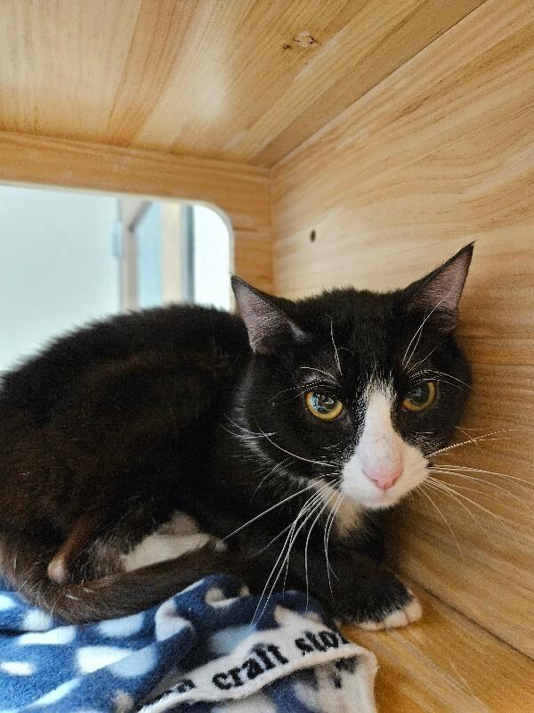 Enlarge Armadillo, a Adoptable Domestic Short Hair in Fort Collins, CO image 4/6